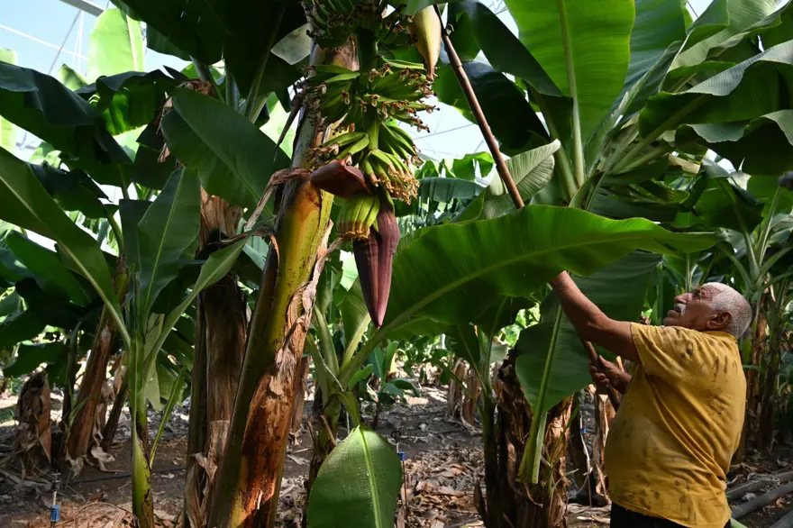 Mimardı, çiftçi oldu: 72 ton ürün alıyor, gözünü yurt dışına dikti 2