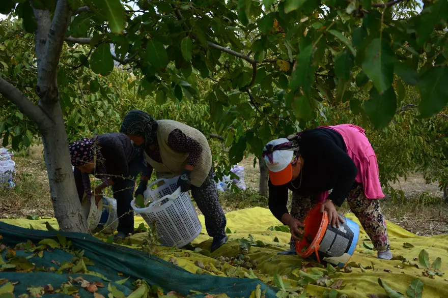 Sabah erken saatte hasadı başladı:  13 bin 400 dekar alanda üretiliyor 3