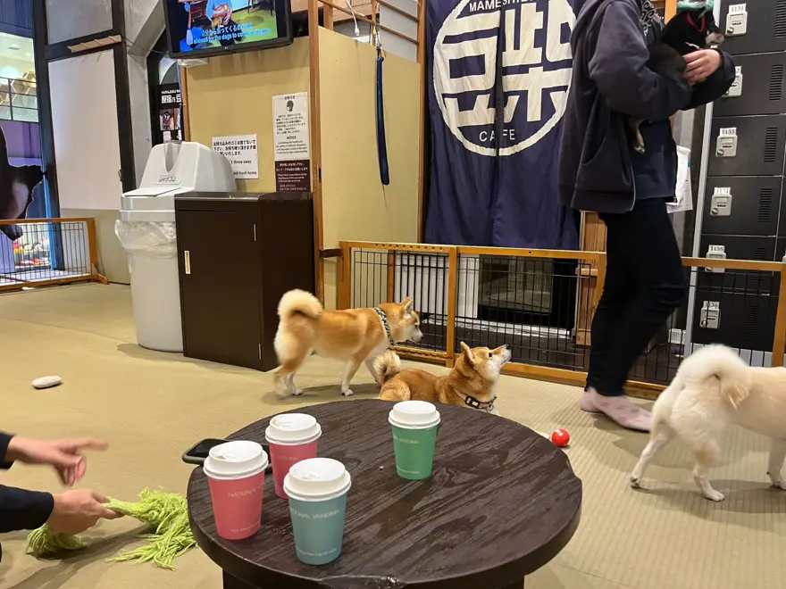 Tokyo'da gençlerin gözdesi: Yavru köpekli kafeler 9 Tokyo'da gençlerin gözdesi: Yavru köpekli kafeler 9