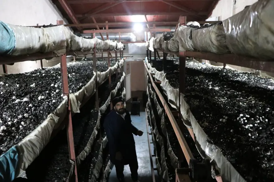 Devlet desteğiyle kurdu: 45 günde 70 ton üretiyor 1