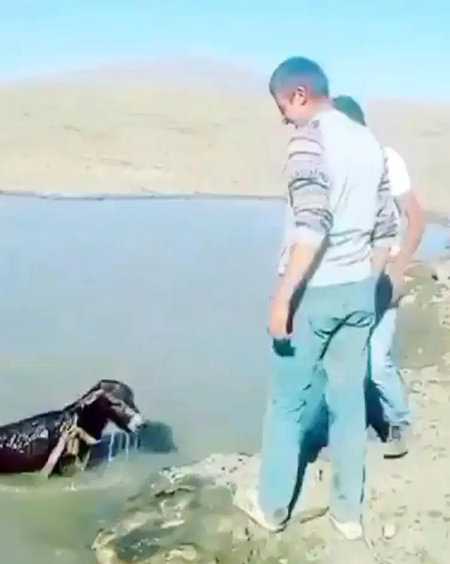 Sıpaya eziyet eden 2 kişiye 947'şer lira ceza 4 Sıpaya eziyet eden 2 kişiye 947'şer lira ceza 4