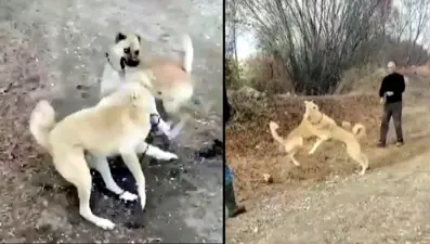 Köpek dövüşüne 2 bin 400 lira ceza