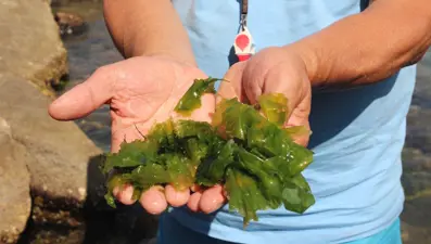 Japonlar peşine düştü: Giresun'da doğal şifa