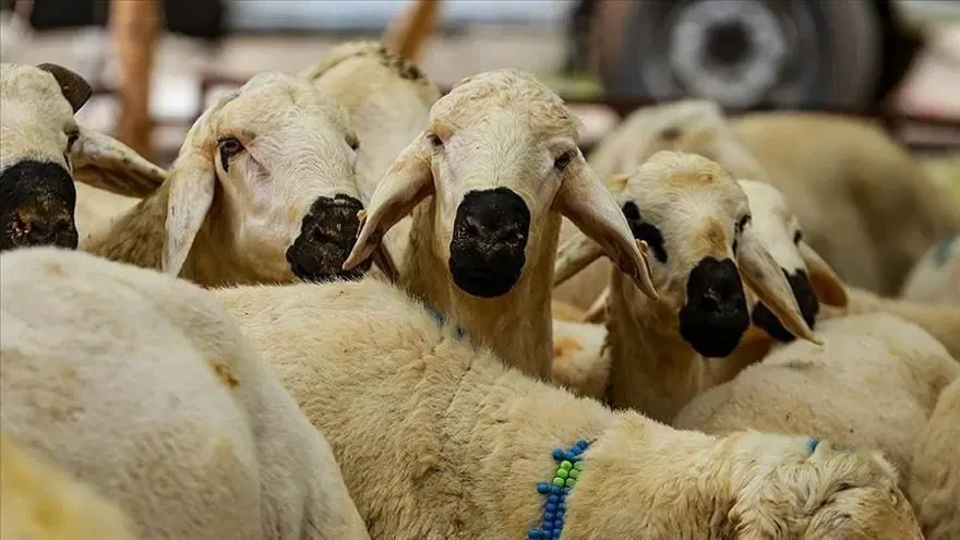 Kurban Bayramı ne zaman? Bayram tatili 9 gün mü olacak? Gözler hükümete çevrildi 