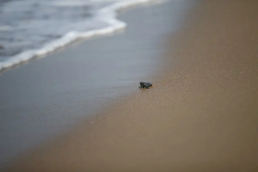 Caretta carettalar yumurtalardan çıkmaya başladı | Akdeniz’leilk buluşma 16
