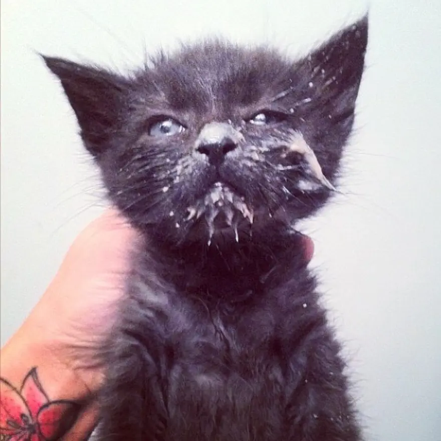 Hayatını kedileri kurtarmaya adadı 90