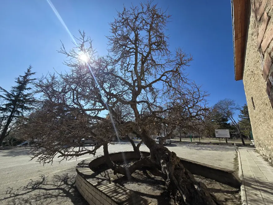 133 yıllık dut ağacı: Kadir gecesi secde ettiği rivayet ediliyor 2 133 yıllık dut ağacı: Kadir gecesi secde ettiği rivayet ediliyor 2