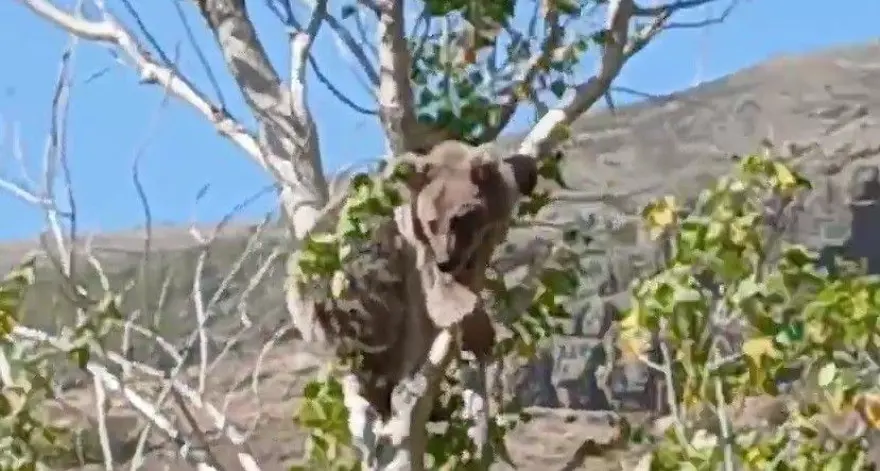 Bir köyü alarma geçirmişti: Bu kez ağaç üstünde görüldü 1