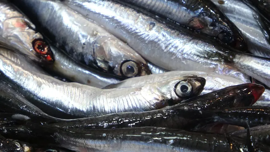 Balıkçılar bollukla karşılaştı: "Daha da iyi olacak" 1