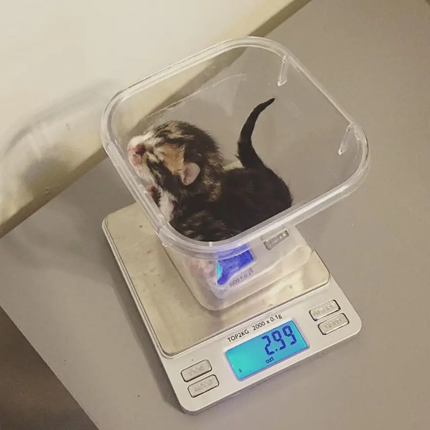 Hayatını kedileri kurtarmaya adadı 277