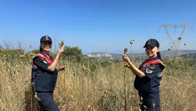 Tülüşah bitkisi: Zarar veren 557 bin lira ceza ödeyecek