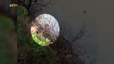 Nehre düşen karacayı kurtarmak için gözünü kırpmadan Çoruh nehrine atladı