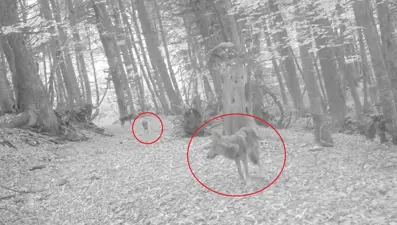 Ormanda gezen kurtlar fotokapana yakalandı