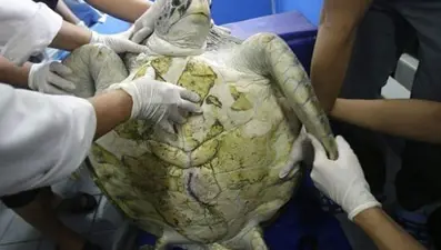 Greenpeace kaplumbağaların midesinde plastiğe rastladı