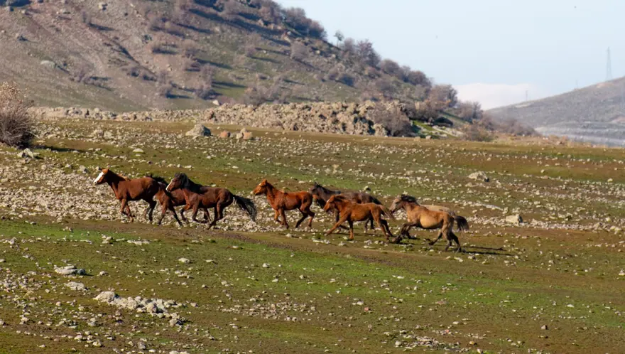 Tunceli'de karlı dağlardan inen yılkı atları, görsel şölen oluşturdu 2