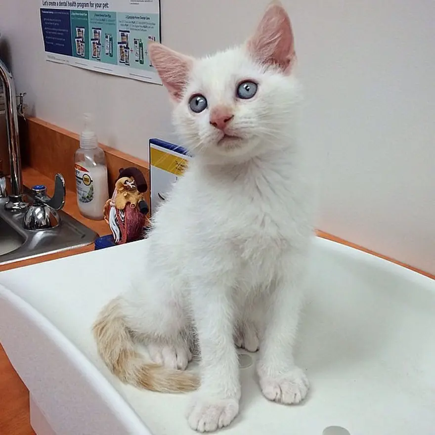 Hayatını kedileri kurtarmaya adadı 102