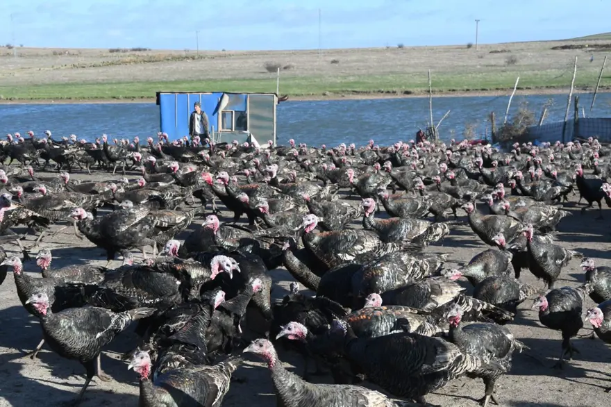 Yılbaşı hindileri satışa çıktı (Fiyatı kaç lira olacak?) 