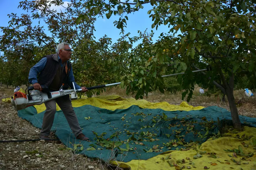 Sabah erken saatte hasadı başladı:  13 bin 400 dekar alanda üretiliyor 5