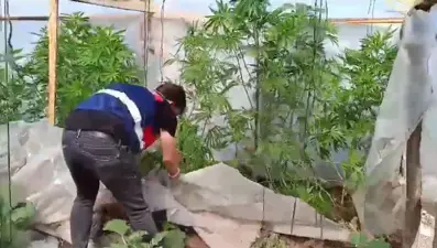 Bahçede kenevir yetiştiren şüheliye gözaltı