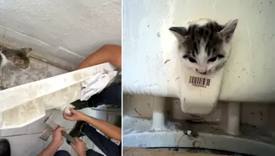 Başı lavabo deliğine sıkışan kediyi itfaiye kurtardı, annesi başından bir saniye ayrılmadı