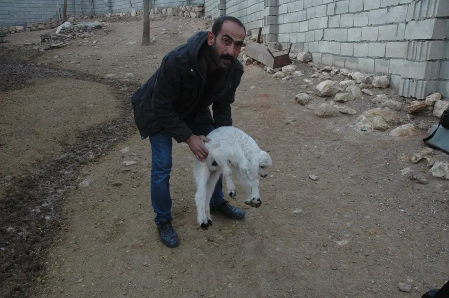 Diyarbakır'da 6 ayaklı doğan kuzu görenleri şaşırtıyor 7 Diyarbakır'da 6 ayaklı doğan kuzu görenleri şaşırtıyor 7