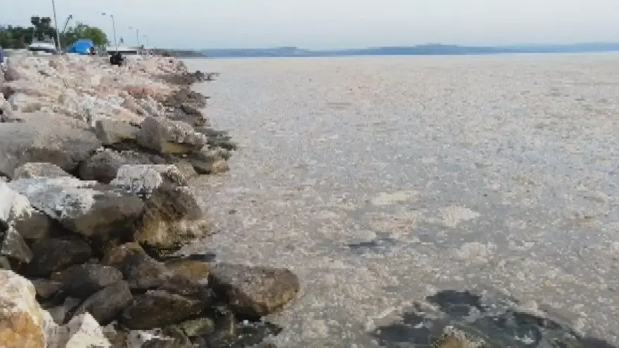 Deniz salyası (müsilaj) nedir, neden oluşur? İşte müsilajın nedenleri 2