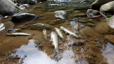 Çaykara'da toplu balık ölümleri endişelendiriyor