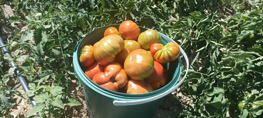 Kayısı meyve vermeyince domates ekti: Hasat etmeye başladı 2 Kayısı meyve vermeyince domates ekti: Hasat etmeye başladı 2
