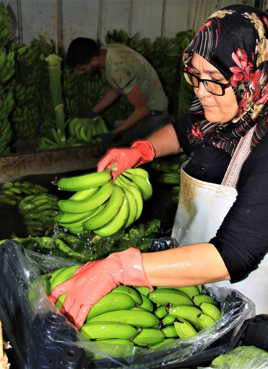 Muz üreticide 3 lira markette 12 lira 4