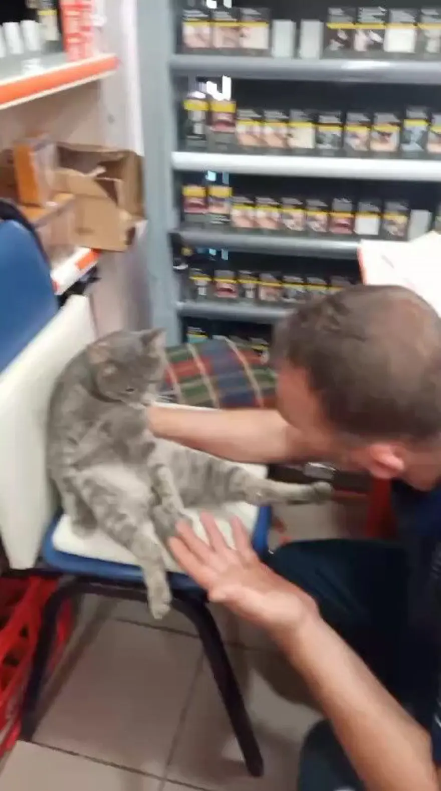 Balı fazla kaçıran kedi kendinden geçti 