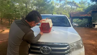 Yasadışı Kınalı Keklik satışına 28 bin TL ceza