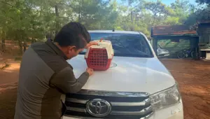 Yasadışı Kınalı Keklik satışına 28 bin TL ceza