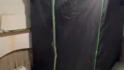 Elbise dolabında hint keneviri yetiştiren öğretmen yakalandı