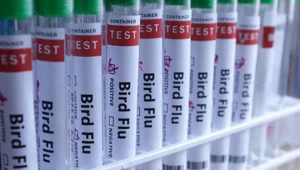 Meksika’da H5N1 kaynaklı ilk ölüm Meksika’da H5N1 kaynaklı ilk ölüm
