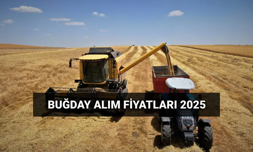Hububat alım ücretleri ne zaman yatacak?2025 Buğday alım fiyatları:TMO makarnalık ve ekmeklik buğday, arpa ton başına ne kadar oldu? Hububat alım ücretleri ne zaman yatacak?2025 Buğday alım fiyatları:TMO makarnalık ve ekmeklik buğday, arpa ton başına ne kadar oldu?