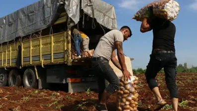 Sahte sosyal medya paylaşımı yüzünden bir gecede tonlarca patatesi yok oldu
