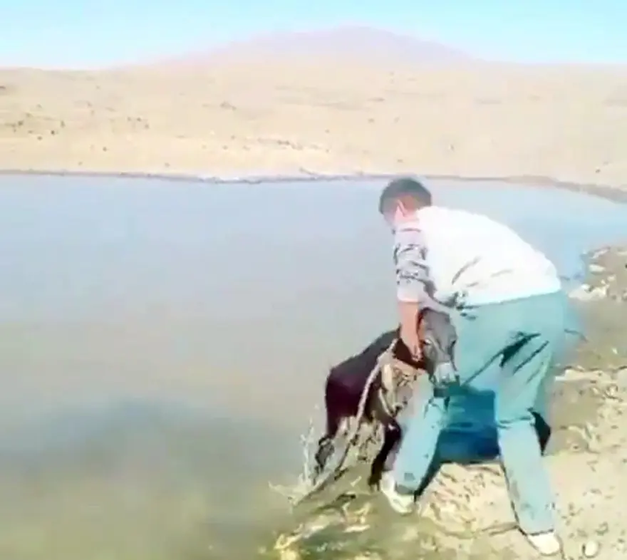 Sıpaya eziyet eden 2 kişiye 947'şer lira ceza 1 Sıpaya eziyet eden 2 kişiye 947'şer lira ceza 1