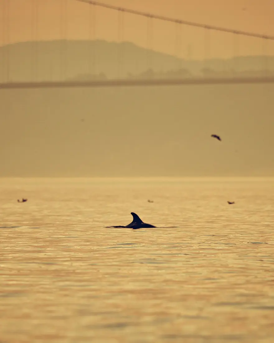 İstanbul Boğazı'nda yunusların dansı 5 İstanbul Boğazı'nda yunusların dansı 5