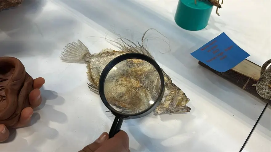 Ailesiyle birlikte 5 bine yakın fosil topladı: 12 yaşında müze kurdu 4 Ailesiyle birlikte 5 bine yakın fosil topladı: 12 yaşında müze kurdu 4