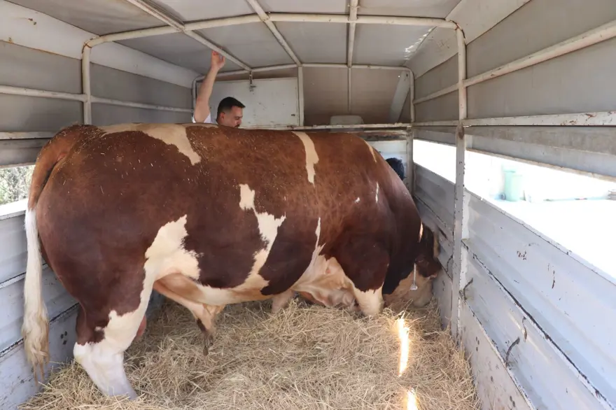 Şampiyon boğa 'Poyraz', 540 bin TL'ye alıcısını buldu: 1,5 ton ağırlığında 1 Şampiyon boğa 'Poyraz', 540 bin TL'ye alıcısını buldu: 1,5 ton ağırlığında 1
