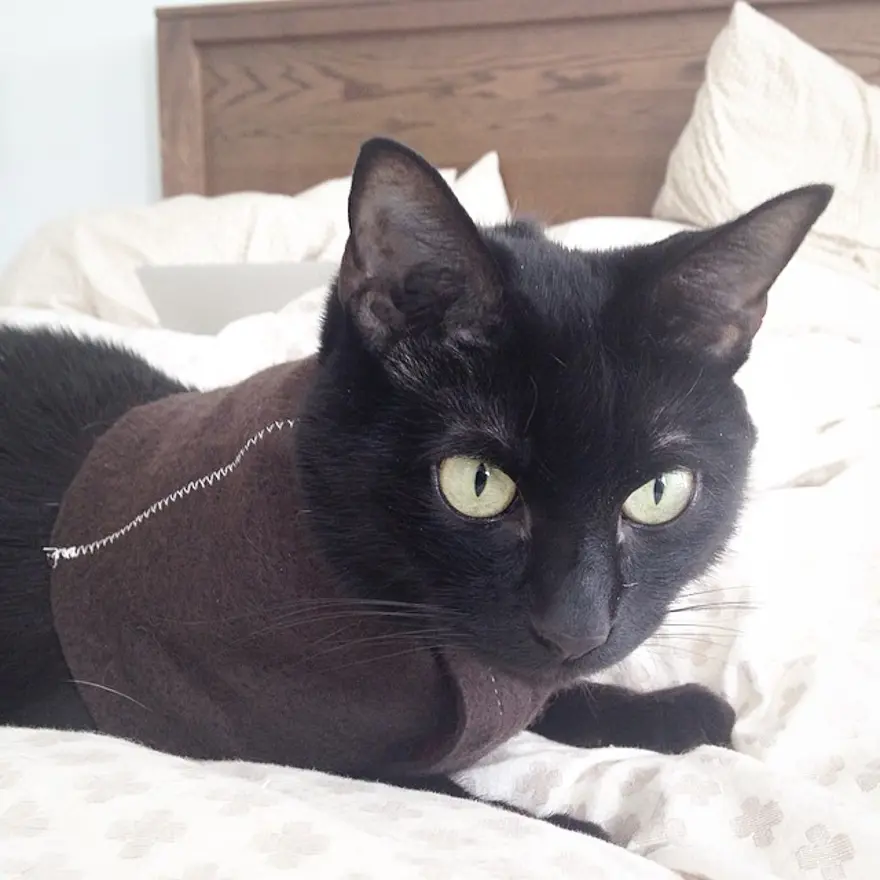 Hayatını kedileri kurtarmaya adadı 147