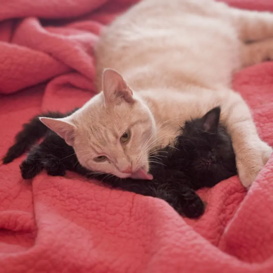 Hayatını kedileri kurtarmaya adadı 103