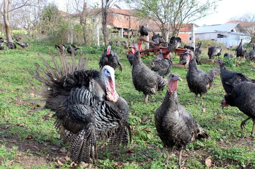 Yılbaşı hindileri bin liraya kadar çıkıyor 1