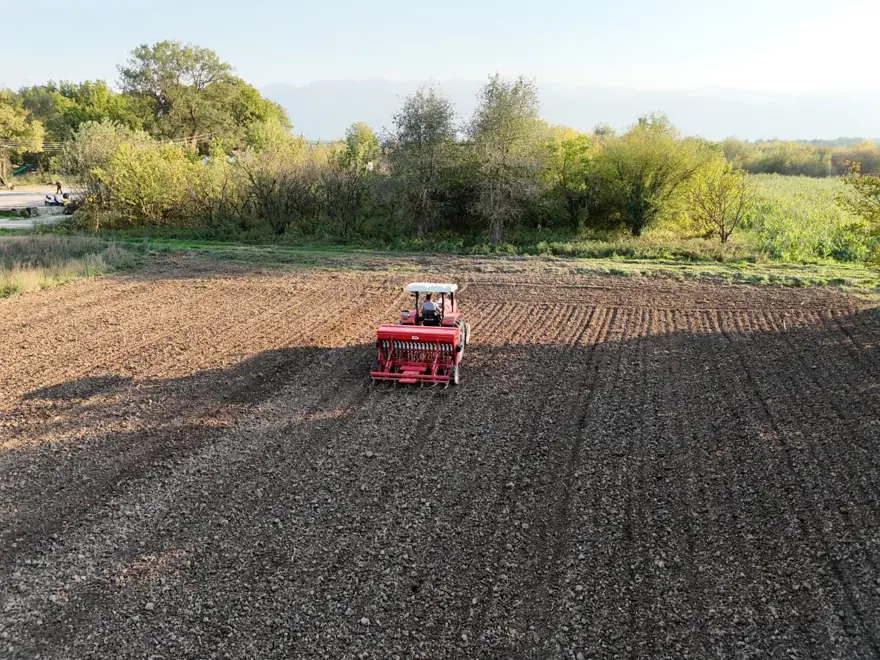 En eski buğday türlerinden biri: Artık Düzce topraklarında yetişecek En eski buğday türlerinden biri: Artık Düzce topraklarında yetişecek