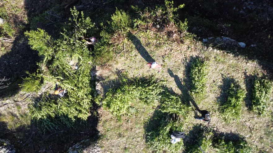 3 yılda 1 hasadı yapılıyor, 80 ailenin gelir kapısı: Toroslar'dan Avrupa'ya uzanıyor 7