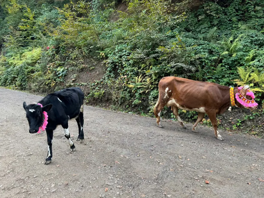 Asırlık gelenek sürdürülüyor: Renkli dönüş şöleni 4 Asırlık gelenek sürdürülüyor: Renkli dönüş şöleni 4