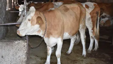 Ankara Valiliği'nden "şarbon" açıklaması