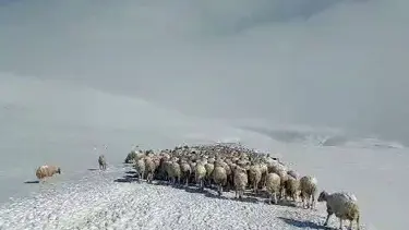 Tipiye yakalanan iki eşek ve 350 koyun donarak öldü