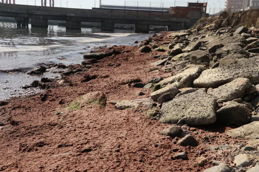 Tekirdağ'da sahilin bir kısmına kırmızı yosun birikti 1