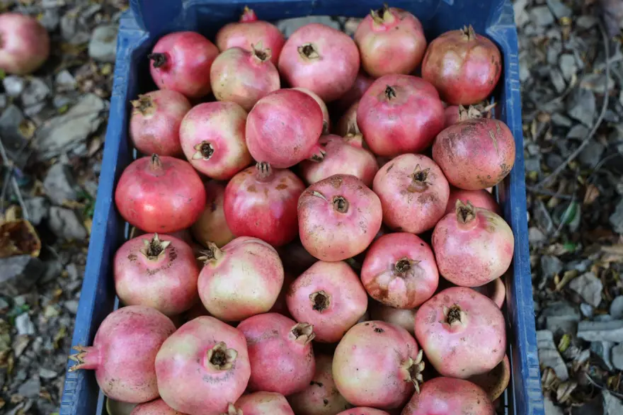 Bahçede kilosu 20 lira: Hasadı 15 gün sürecek 1